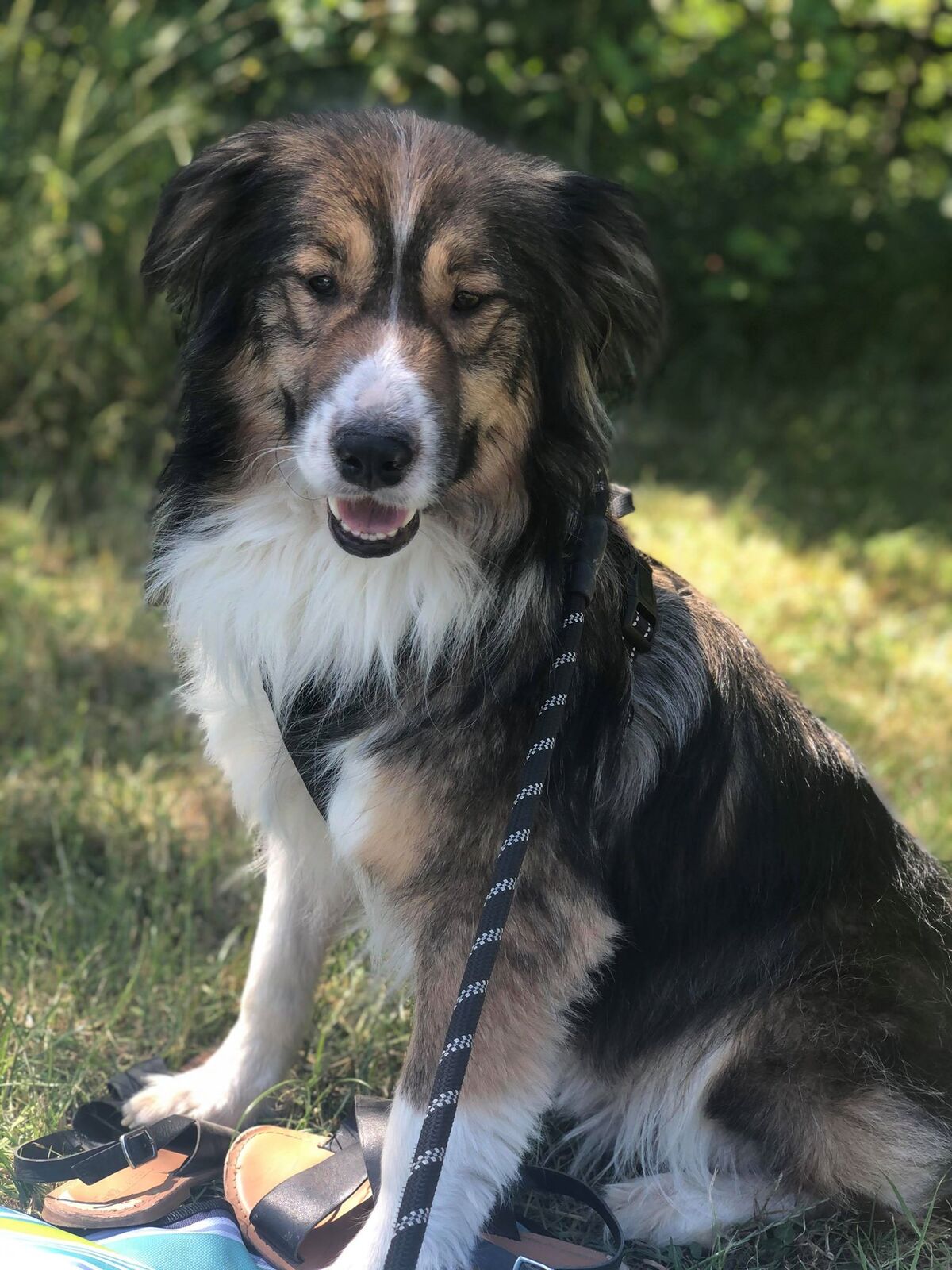 A happy foster dog sitting in the grass