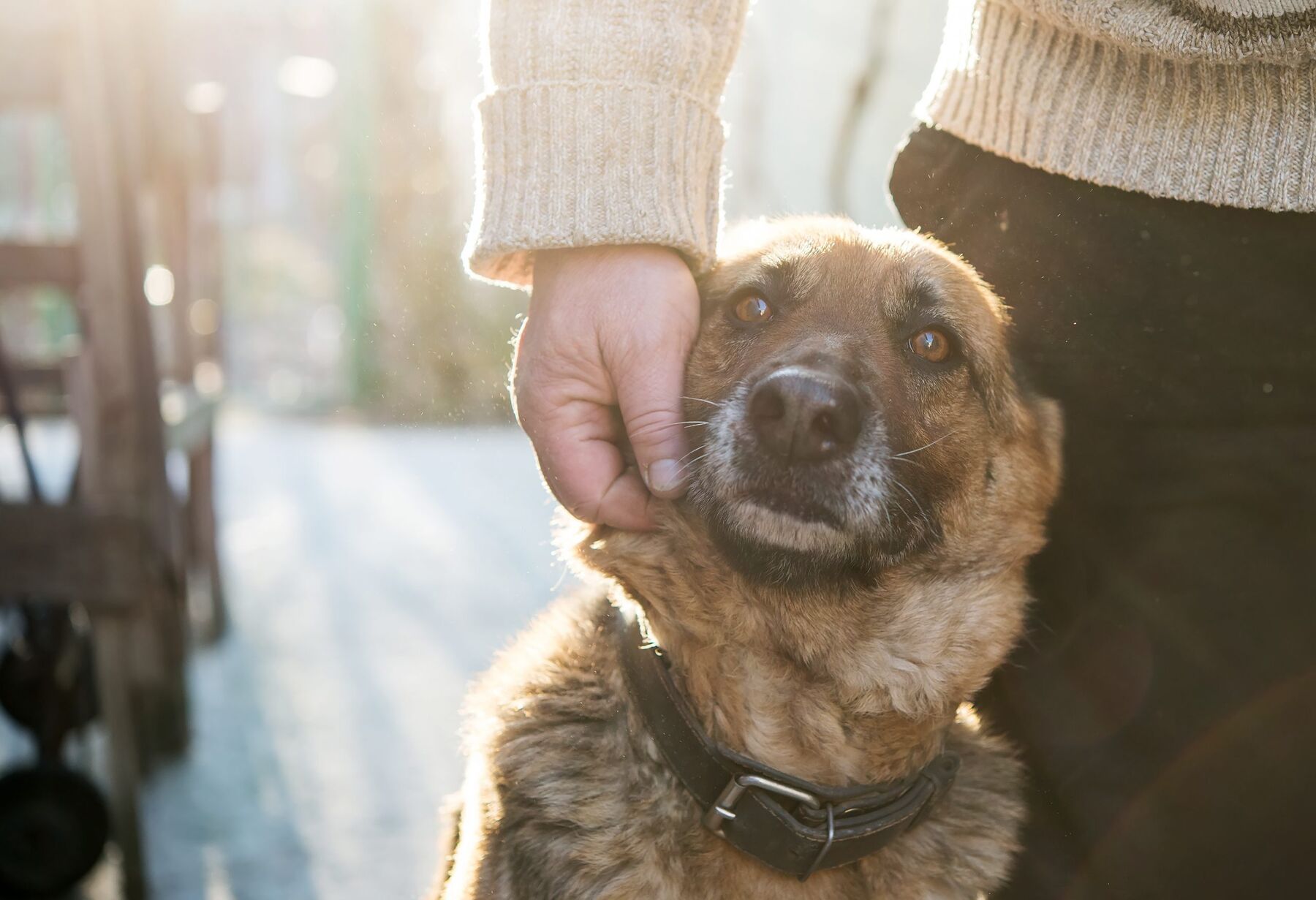 A rescued dog being gently stroked under the chin
