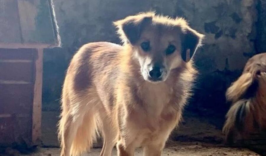 An older dog at the shelter in Romania