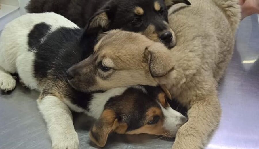 A puppy at the shelter in Romania