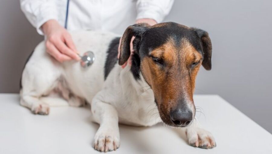 Worming treatment for shelter dogs